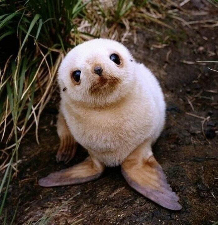 Малыш тюленя такой любопытный.