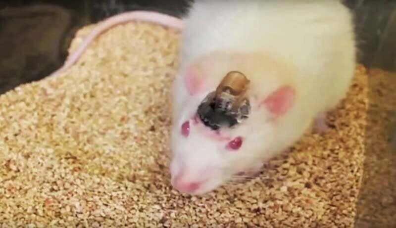 Китайцы создали крыс-киборгов, управляемых человеческим разумом
