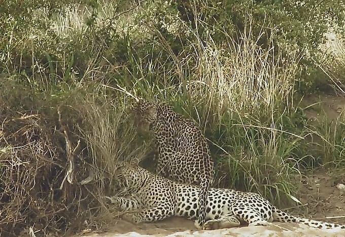 Самка леопарда тщетно пыталась добиться внимания со стороны ленивого самца