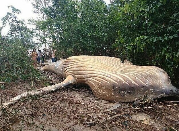 10-тонное морское млекопитающее оказалось неподалеку от устья Амазонки, в 15 м от океана