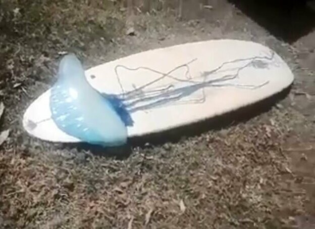 Серфер поделился жуткими кадрами огромной медузы, выброшенной на берег после циклона «Ома»