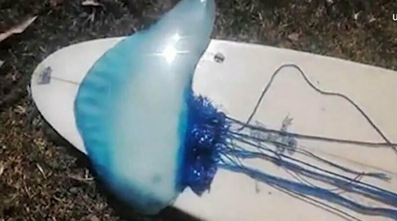 Серфер поделился жуткими кадрами огромной медузы, выброшенной на берег после циклона «Ома»