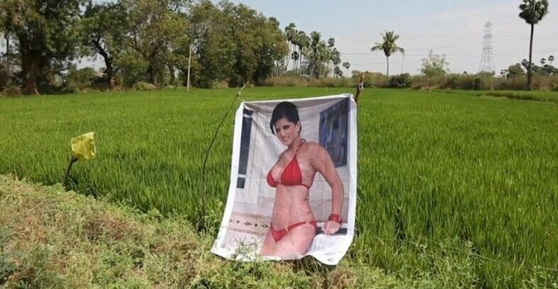 Индийский фермер защищает урожай плакатами с полуголой порнозвездой