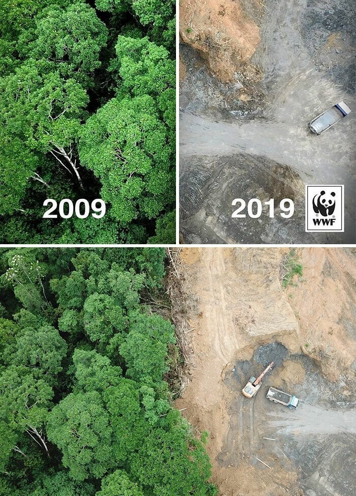 5. #10yearschallenge против вырубки лесов