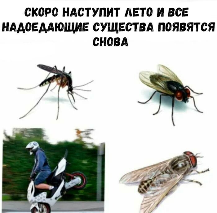 Прикольные и смешные картинки