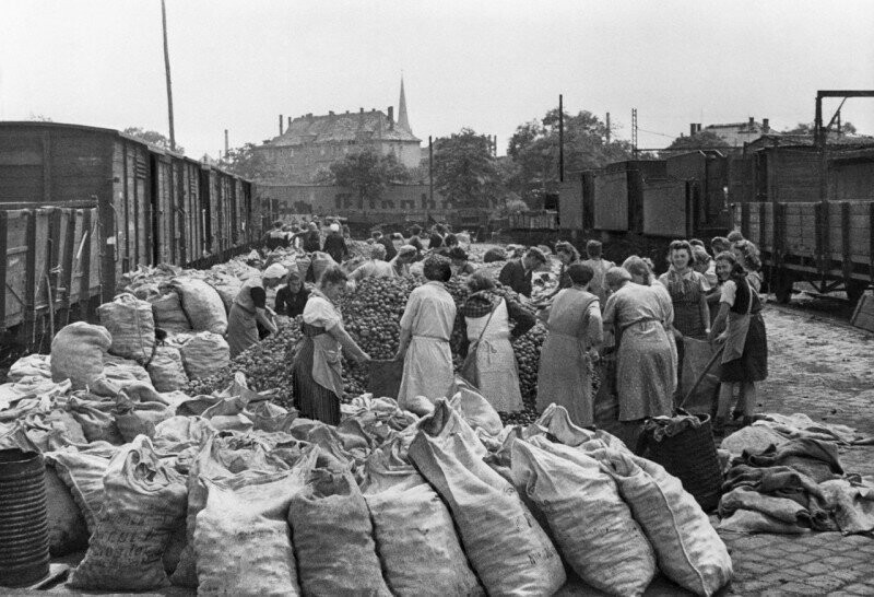Жители Берлина получают картошку от советской военной администрации в Германии, 19 мая 1945 года.