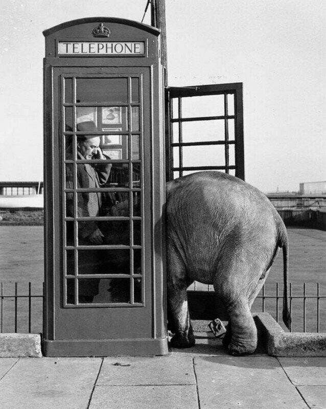Слонёнок, втискивается в телефонную будку. Великобритания, 1955 год.