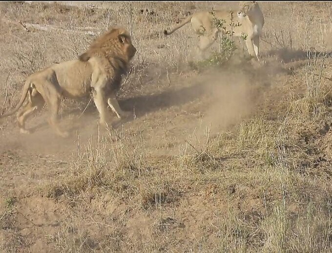 Нерасторопный лев испортил охоту львице в африканском заповеднике
