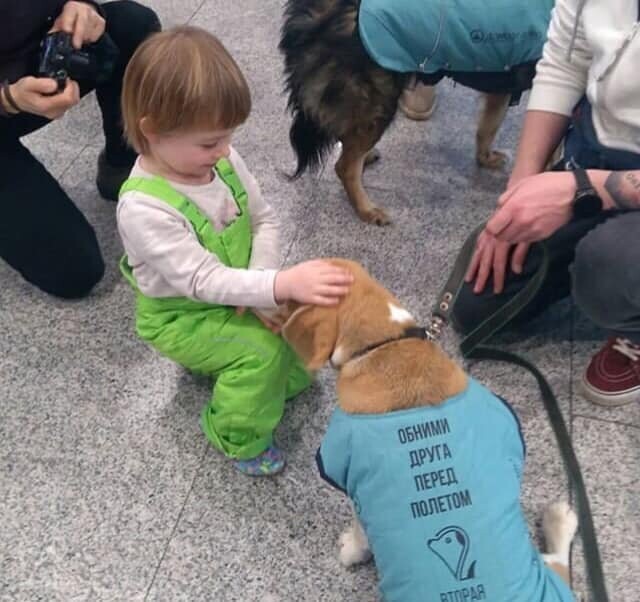 В Домодедово собаки помогли пассажирам снять предполетный стресс 