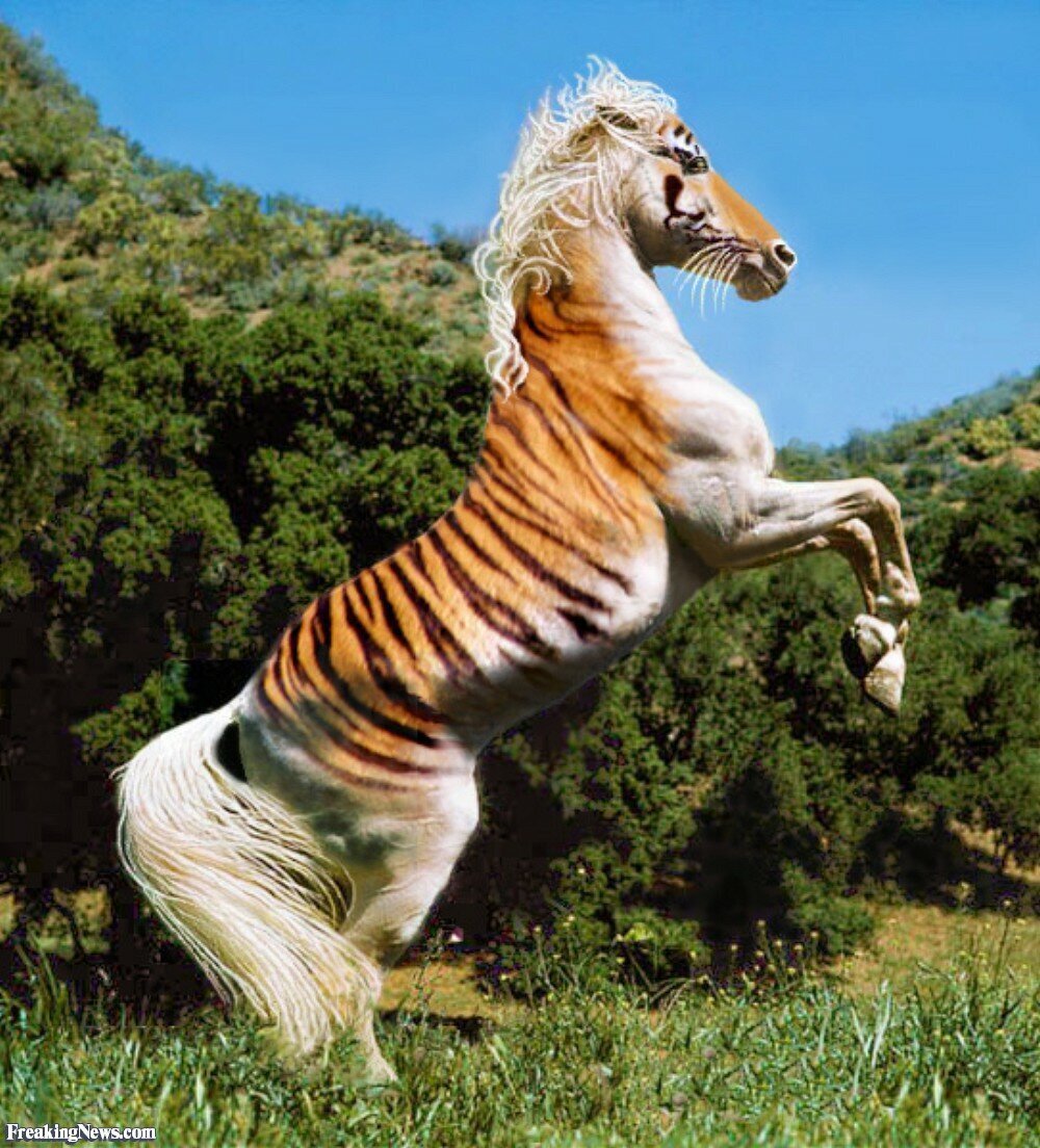 День гибридов. Лошади породы Тайгер. Красота животных. Тигровая лошадь. Необычные лошади.