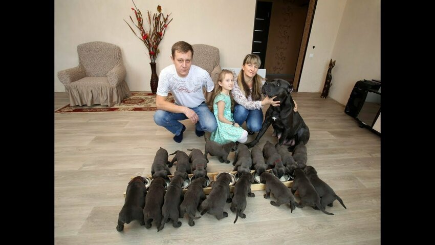 В Воронеже собака породы кане-корсо родила 19 щенков 