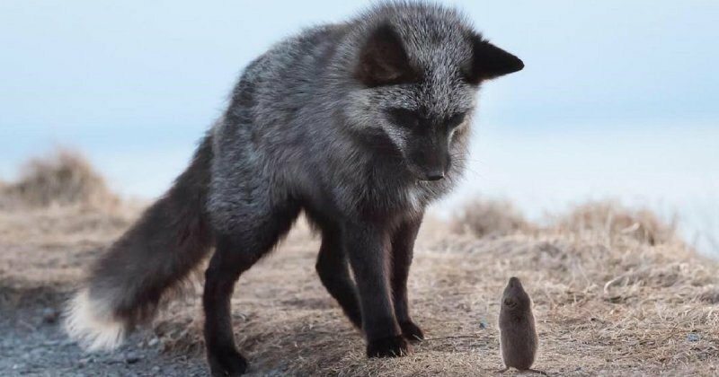 Чернобурая лиса встретила полевую мышь