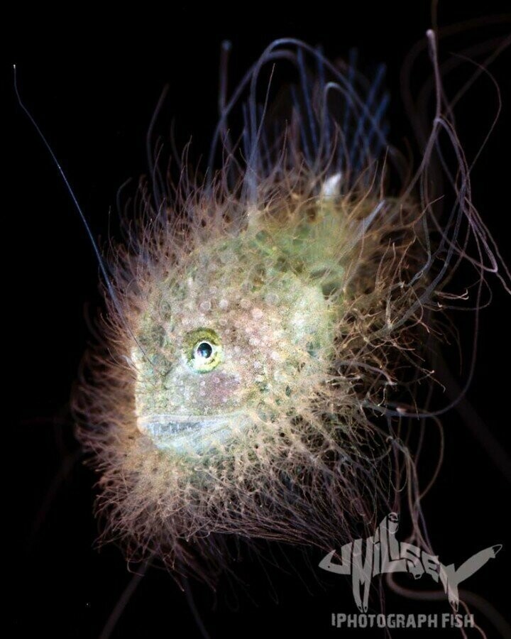 Чем меньше существо, тем оно причудливее: Фотограф показал, как выглядят необычные обитатели морских глубин 