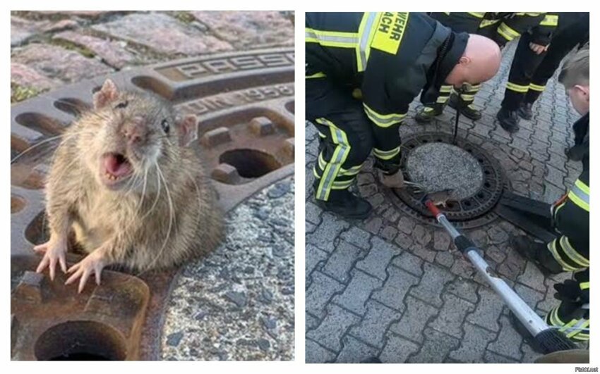Германские спасатели освободили крысу с лишним весом, застрявшую в отверстии ...