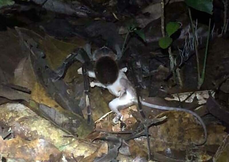 На одном из кадров даже изображён громадный тарантул размером с обеденную тарелку, тянущий по джунглям мышиного опоссума
