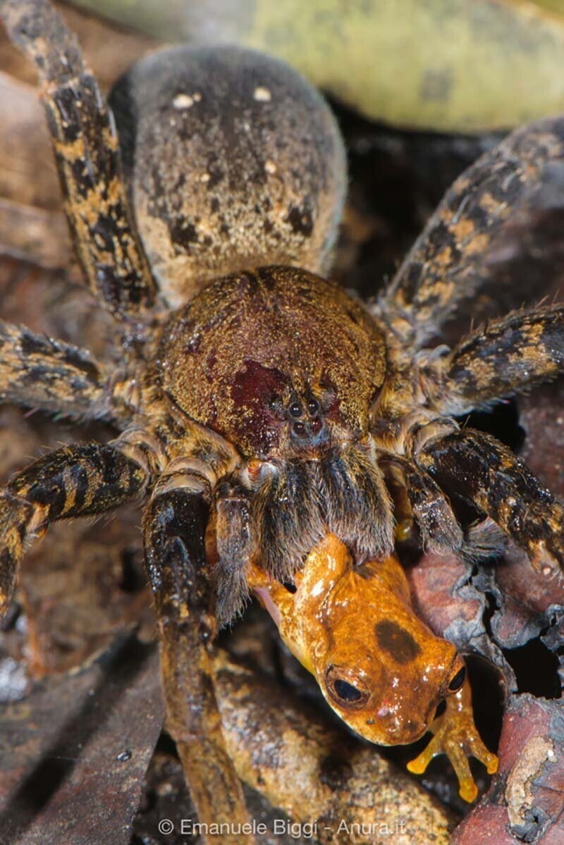 Блуждающий паук (Ancylometes) в низменных тропических лесах Амазонки сразил для себя древесную лягушку (Dendropsophus leali)