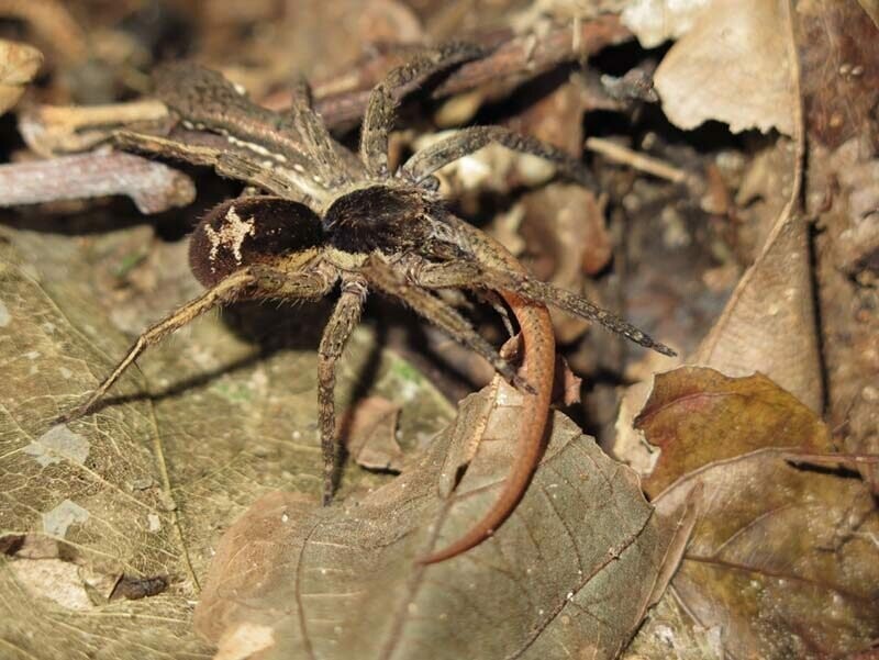 Блуждающий паук (Ctenidae) добыл для себя весьма немаленькую ящерицу