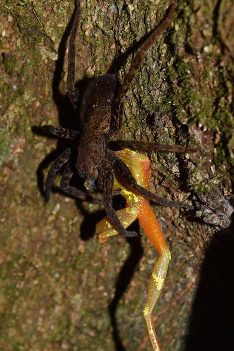 Блуждающий паук (Ctenidae), охотящийся на лягушку темнобокий узкорот (Hamptophryne boliviana)