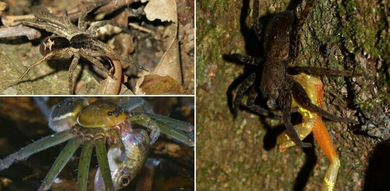 Отвратительные фото гигантских пауков, поедающих лягушек, ящериц и мышей