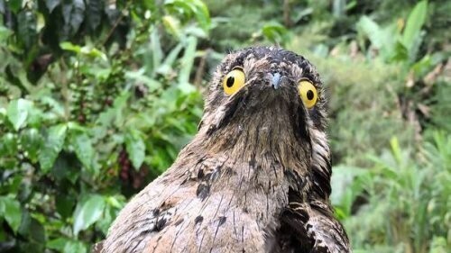 Лесные козодои — самые забавные птицы