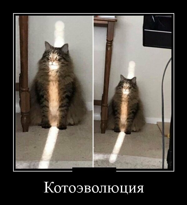 Образ кошки в демотиваторах от Водяной за 02 марта 2019
