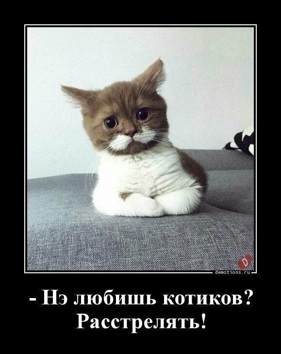 Образ кошки в демотиваторах от Водяной за 02 марта 2019