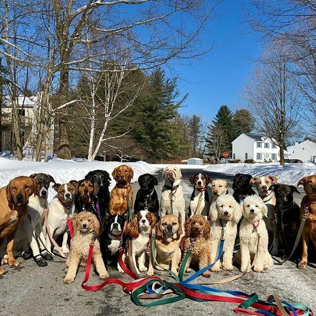 Нью-Йоркская организация по выгулу собак делает крутейшие собачьи селфи