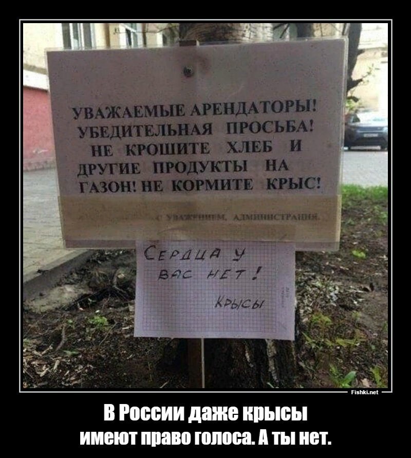 В России даже крысы