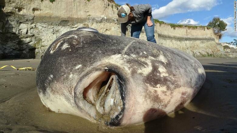 В США на пляж выбросило неуловимую рыбу-афериста
