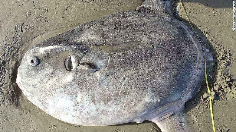 В США на пляж выбросило неуловимую рыбу-афериста