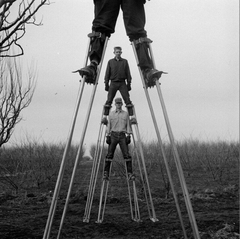 Калифорнийские фермеры во время работы в саду на специальных ходулях, 1960 год.