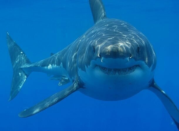 Самая большая акула