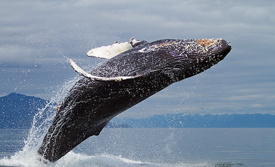 6. Горбатые киты ловят рыбу сетью