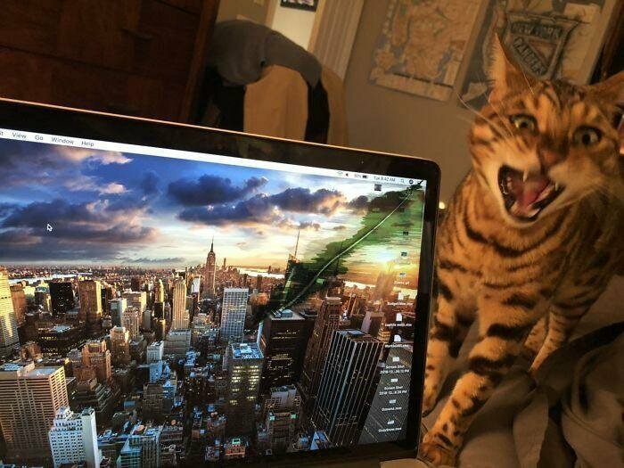 "Моя кошка только что поцарапала экран моего ноутбука. Ей даже не жаль"