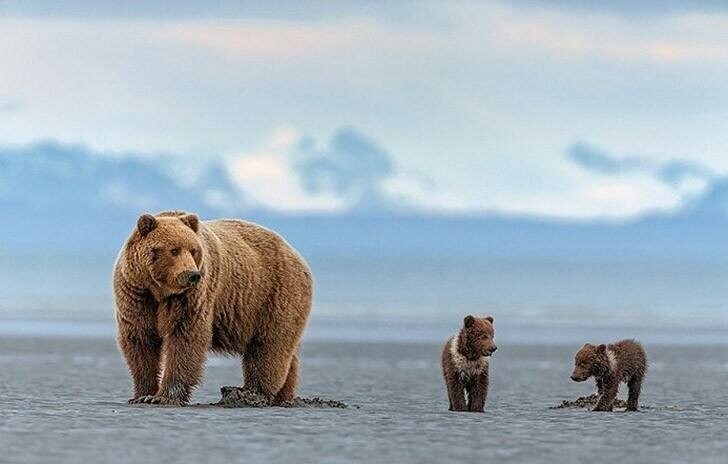 Бурые медведи Аляски через объектив фотографа Инго Арндта