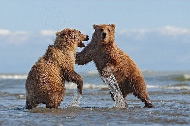 Бурые медведи Аляски через объектив фотографа Инго Арндта