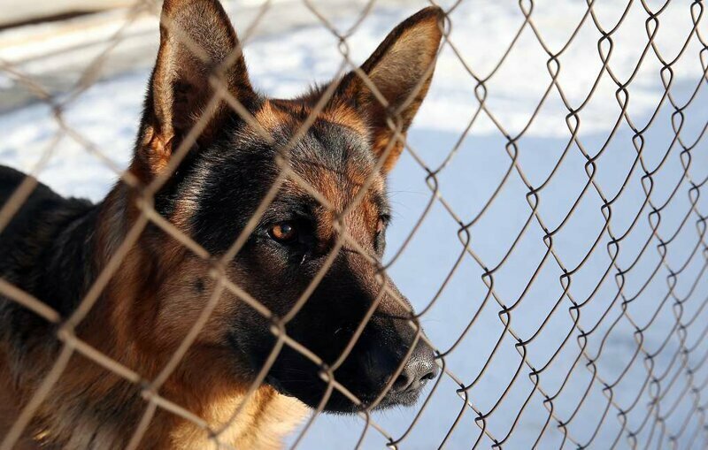 МВД подготовило проект перечня потенциально опасных собак