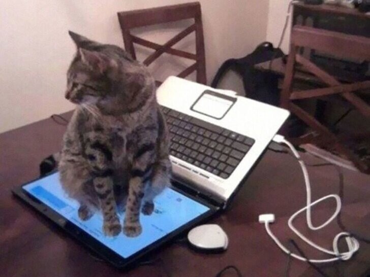 2. «Человек: не садись на клавиатуру! Кот: хорошо»