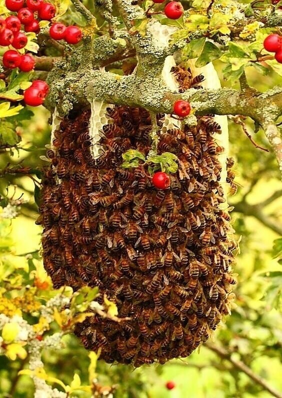 1:0 в пользу пчел: жизни без них не бывает