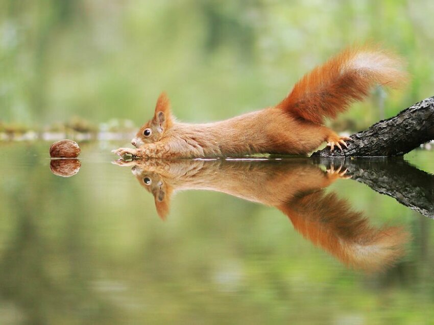 Австрийский фотограф  делает крутые снимки милых диких животных