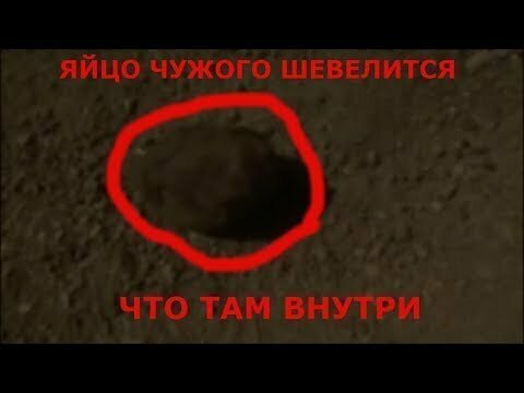 Странное существо! яйцо чужого шевелится что то странное там 