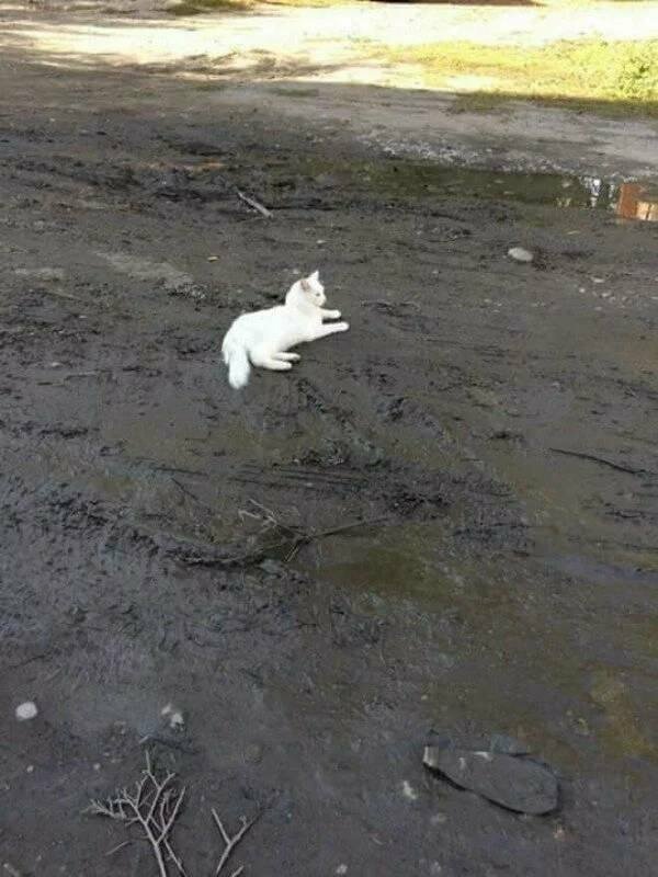 Белые котики, валяющиеся в грязи.. Очень бесят