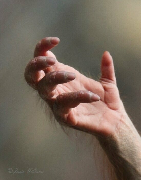 Рука молодого орангутана