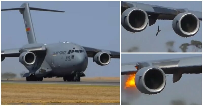 В Австралии ястреб залетел в двигатель взлетающего  военно-транспортного  самолета