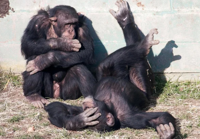 Культурное разнообразие шимпанзе претерпело изменения