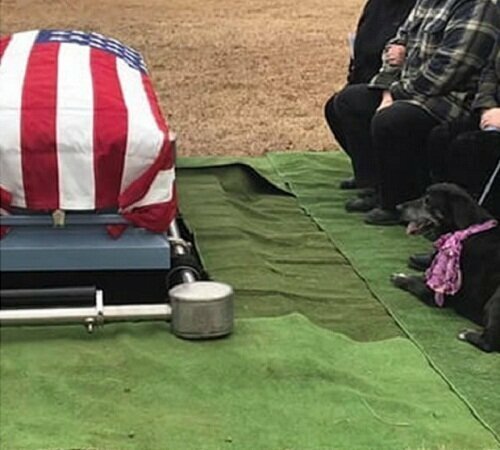 Собака доказала хозяину свою любовь до гроба