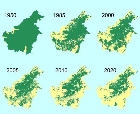 Вырубка лесов на Борнео