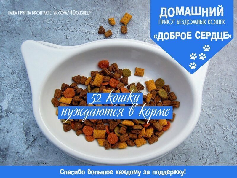 52 кошки нуждаются в корме!!!