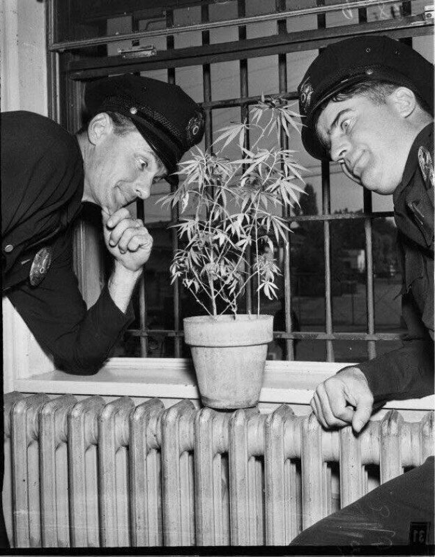 Полицейские исследует изъятый куст марихуаны, 1951 год, США