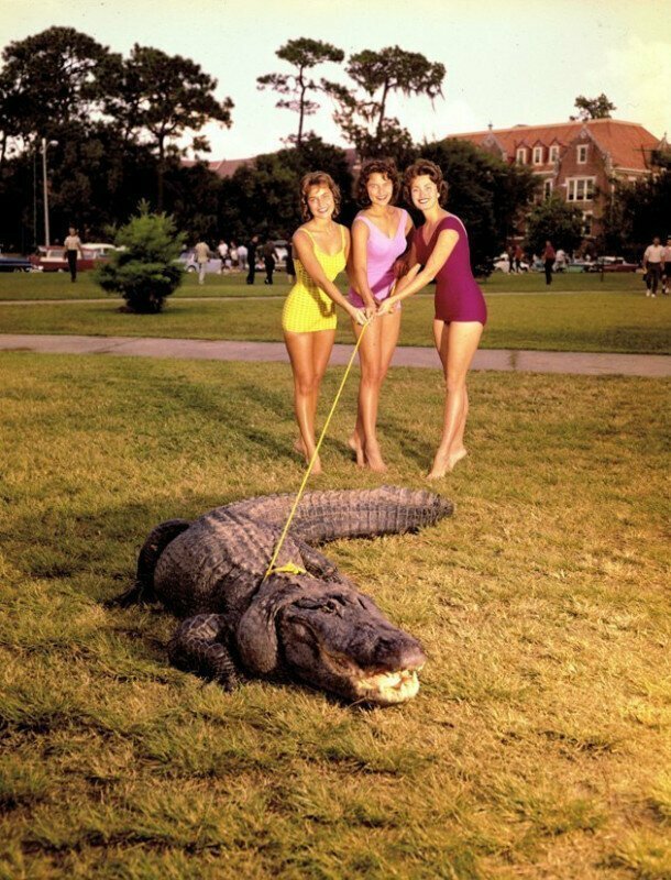Студентки выгуливают живого талисмана университета Флориды, 1960-е.
